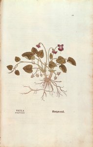Fiolett (Viola odorata) av Leonhart Fuchs fra De historia stirpium commentarii insignes (Bemerkelsesverdige kommentarer om plantens historie), farget gravering