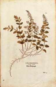 Wall Germander - Teucrium chamaedrys (Chamaedrys vera mas) av Leonhart Fuchs fra De historia stirpium commentarii insignes (Bemerkelsesverdige kommentarer om plantens historie) fargegravering av Leonhard Fuchs