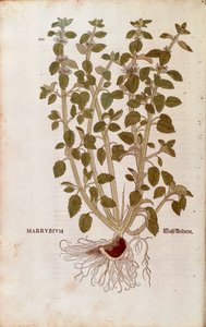 White Horehound (Marrubium vulgare) av Leonhart Fuchs fra De historia stirpium commentarii insignes (Bemerkelsesverdige kommentarer om plantens historie) farget gravering av Leonhard Fuchs