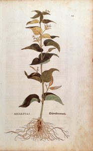 Hvit svalurt - Cynanchum vincetoxicum (Asclepias) av Leonhart Fuchs fra De historia stirpium commentarii insignes (Bemerkelsesverdige kommentarer om plantens historie) fargegravering av Leonhard Fuchs