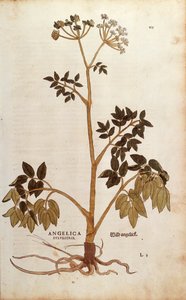 Wild Angelica (Angelica sylvestris) av Leonhart Fuchs fra De historia stirpium commentarii insignes (Bemerkelsesverdige kommentarer om plantens historie) farget gravering av Leonhard Fuchs