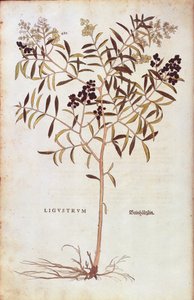 Wild Privet (Ligustrum vulgare) av Leonhart Fuchs fra De historia stirpium commentarii insignes (Bemerkelsesverdige kommentarer om plantens historie) farget gravering av Leonhard Fuchs