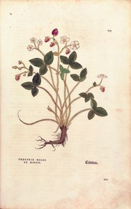 Woodland strawberry - Fragaria vesca (Fragaria maior et minor) av Leonhart Fuchs fra De historia stirpium commentarii insignes (Bemerkelsesverdige kommentarer om plantens historie), farget gravering av Leonhard Fuchs