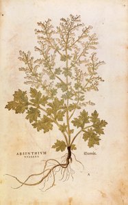 Malurt - Artemisia absinthium (Absinthium vulgare) av Leonhart Fuchs fra De historia stirpium commentarii insignes (Bemerkelsesverdige kommentarer om plantens historie), farget gravering av Leonhard Fuchs