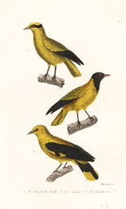 Oriole arter. av Leopold Massard
