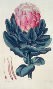 Protea speciosa, Perigonia pistillum (pl.12) fra `Thesaurus Botanicus