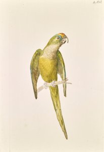 Papegøye