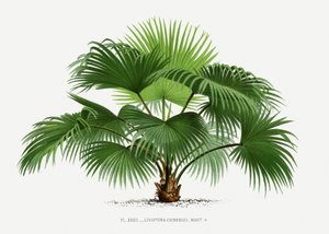  av Les Palmiers Histoire Iconographique