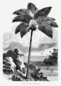  av Les Palmiers Histoire Iconographique
