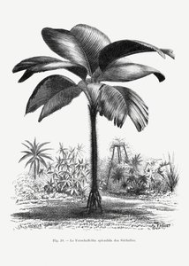  av Les Palmiers Histoire Iconographique