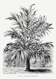 av Les Palmiers Histoire Iconographique