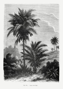  av Les Palmiers Histoire Iconographique