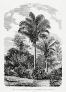  av Les Palmiers Histoire Iconographique