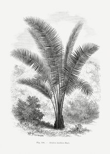  av Les Palmiers Histoire Iconographique