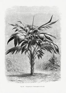  av Les Palmiers Histoire Iconographique