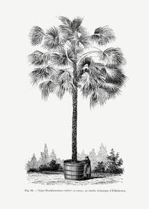  av Les Palmiers Histoire Iconographique