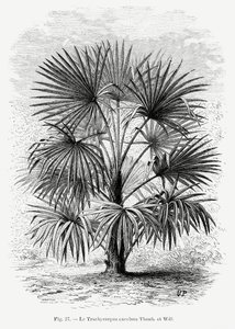  av Les Palmiers Histoire Iconographique