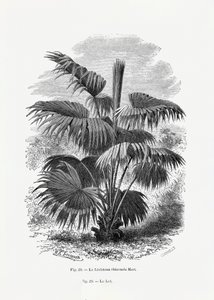  av Les Palmiers Histoire Iconographique