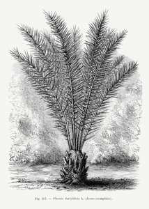  av Les Palmiers Histoire Iconographique