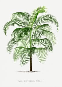  av Les Palmiers Histoire Iconographique