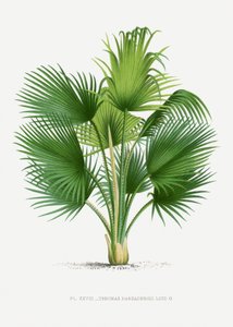  av Les Palmiers Histoire Iconographique
