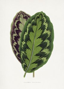  av Les Plantes a Feuillage Colore