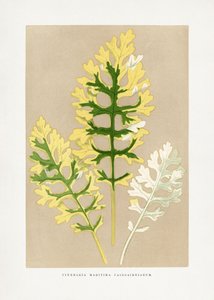  av Les Plantes a Feuillage Colore