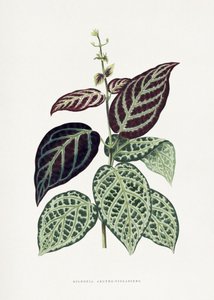  av Les Plantes a Feuillage Colore