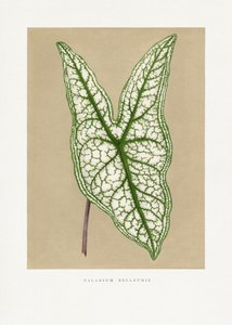  av Les Plantes a Feuillage Colore