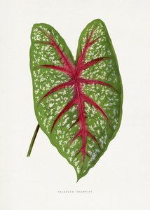  av Les Plantes a Feuillage Colore