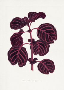  av Les Plantes a Feuillage Colore