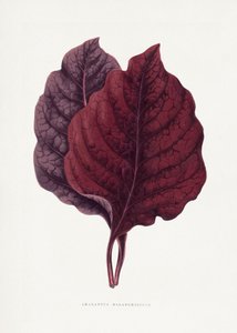  av Les Plantes a Feuillage Colore