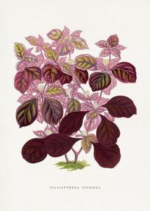  av Les Plantes a Feuillage Colore