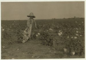 5 år gamle Willie Hesse plukker 15 pund bomull om dagen på foreldrenes 80 mål store gård nær West, Texas, 1913 av Lewis Wickes Hine