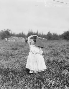Åtte år gamle Jennie Camillo fra Philadelphia plukker tranebær ved Theodore Budd