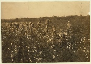 Familie plukker bomull nær McKinney, Texas, 1913 av Lewis Wickes Hine