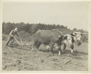 av Lewis Wickes Hine