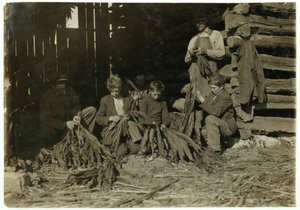 Sønner av J.H. Burch i alderen 12, 14 og 17 år som stripper tobakk i skoletiden i Warren County, Rockfield, Kentucky, 1916 av Lewis Wickes Hine