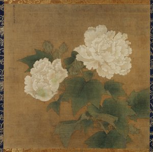 Hvite hibiskuser av Li Di