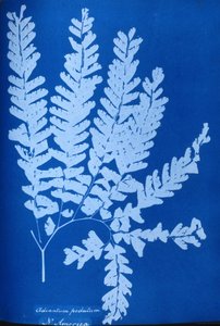 Cyanotype av en nordamerikansk bregne, Adiantum pedatum av Unbekannt Unbekannt