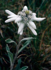 Edelweiss (bilde) av Unbekannt Unbekannt