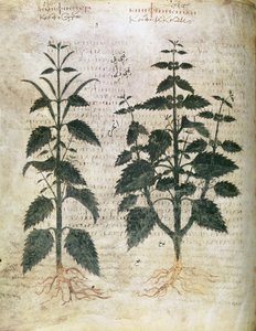 Herbals Nettles (orties), 6. århundre av Unbekannt Unbekannt