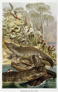 Nilkrokodiller (crocodilus nicoticus) - i "La Vita degli animali" av AE Brehm, Torino av Unbekannt Unbekannt