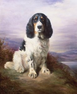 Royal, en tri-farget Working Springer Spaniel