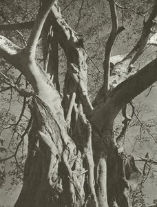 Banyan-tre (s/hvitt-bilde)
