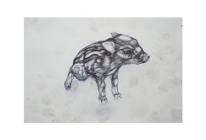 Lille gris, 2015, (bic biro på papir) av Lou Gibbs