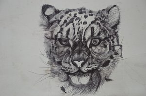 Snow Leopard, 2016, (bic biro på papir) av Lou Gibbs