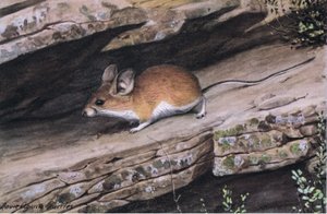 Big Eared Pinion Mouse representerer den hvitfotede klanen i de robuste kløftene i sørvest av Louis Agassiz Fuertes