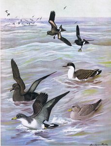 Illustrasjon fra puben The Natural History of American Birds of Eastern and Central North America. av Bramhall House ca. 1970