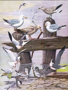 Illustrasjon fra puben The Natural History of American Birds of Eastern and Central North America. av Bramhall House ca. 1970